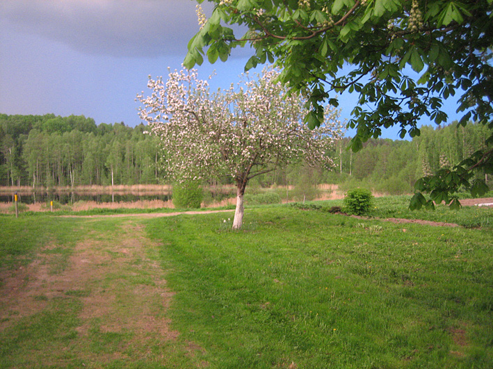 Pavasaris. Zied ābeles un kastaņa bilde Nr.31